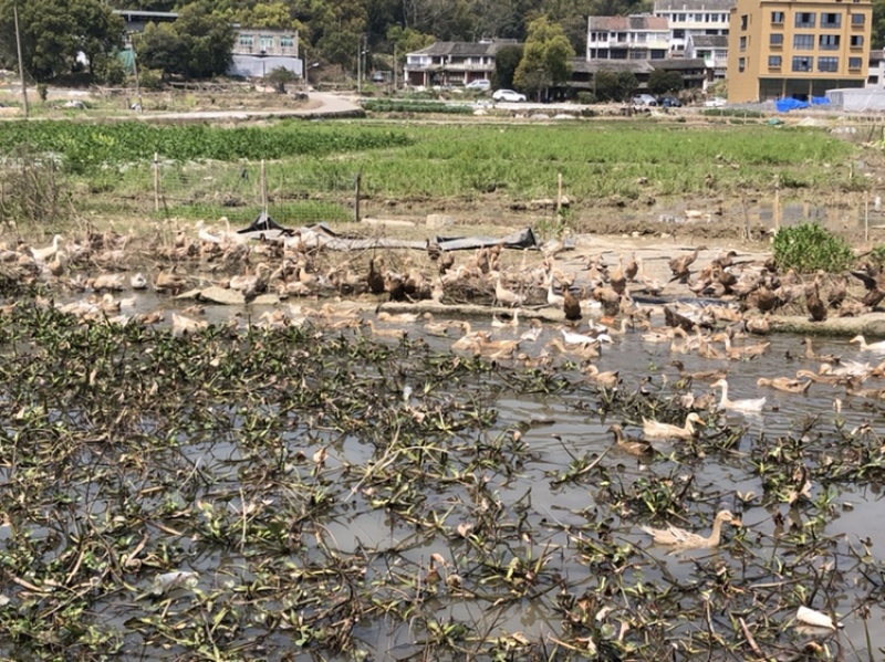 跑田老鸭味道鲜美煲汤好食材数量不多欢迎电话咨询