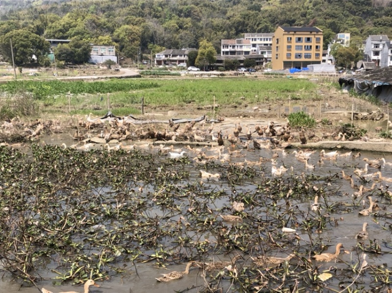 跑田老鸭味道鲜美煲汤好食材数量不多欢迎电话咨询