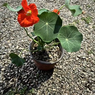130盆旱金莲
