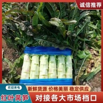 精品红叶莴笋大量供应产地直发保质保量