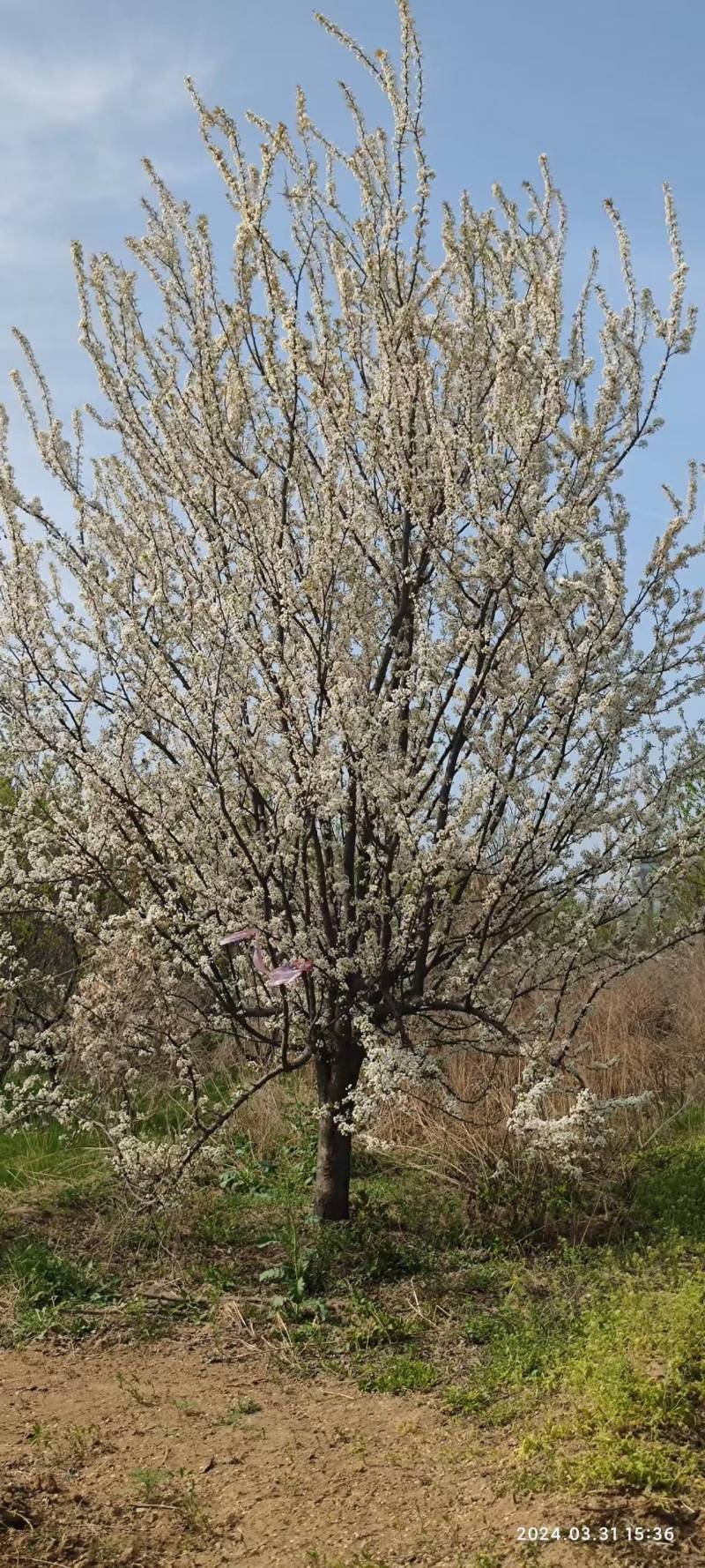 李子树10-15公分