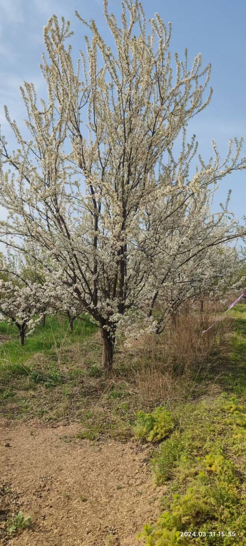 李子树10-15公分