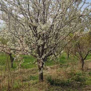 李子树10-15公分