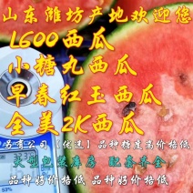山东潍坊L6002K西瓜对接电商团购批发赶集零卖