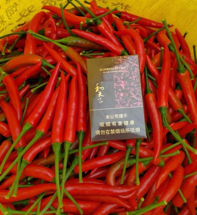 【小米椒】海南鲜辣椒/产地直发/对接电商市场商超/现货