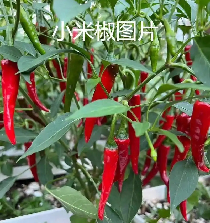 【小米椒】海南鲜辣椒/产地直发/对接电商市场商超/现货