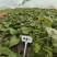 脱毒原种大田烟薯苗，烤油蜜薯型，大田苗基地直供，货源充足