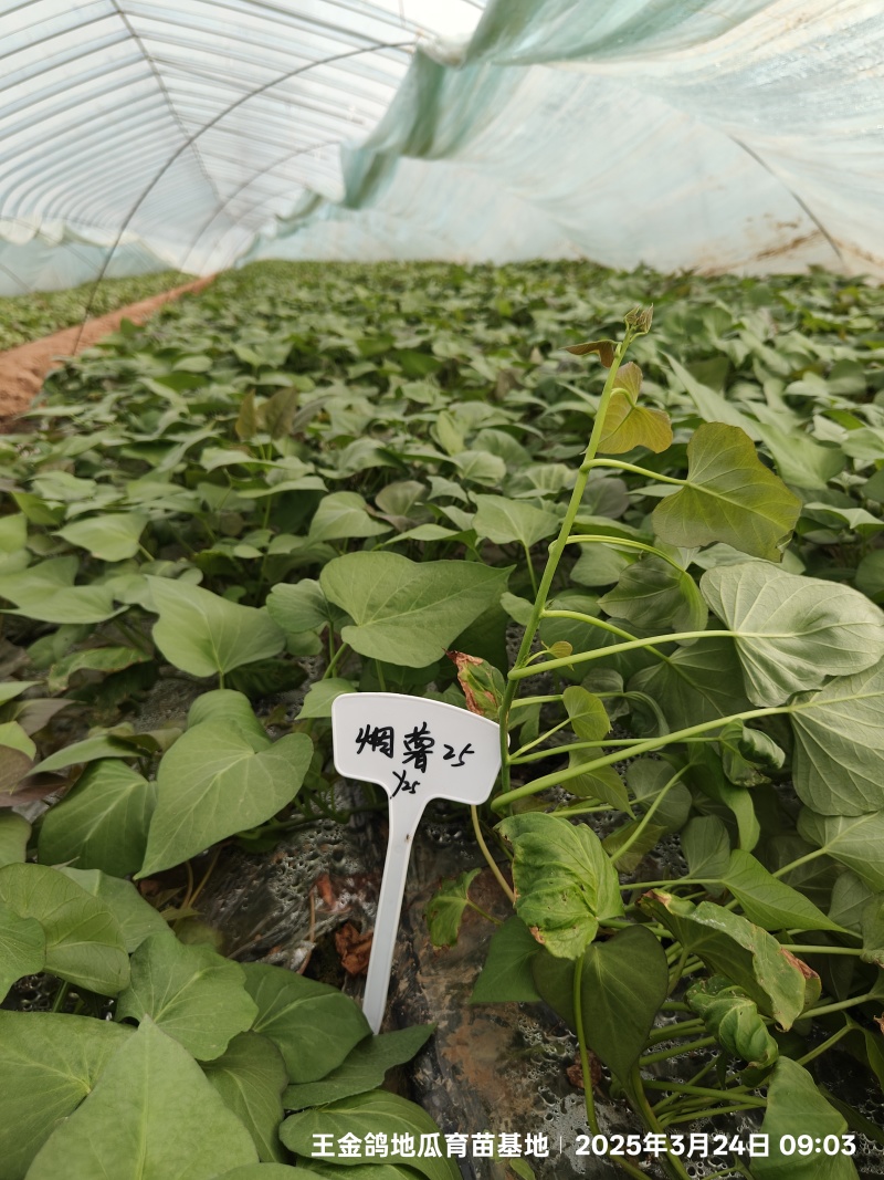 脱毒原种大田烟薯苗，烤油蜜薯型，大田苗基地直供，货源充足