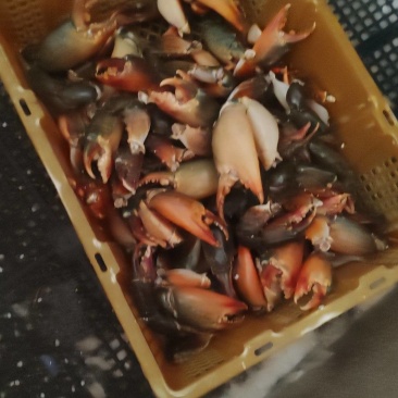 青蟹腿