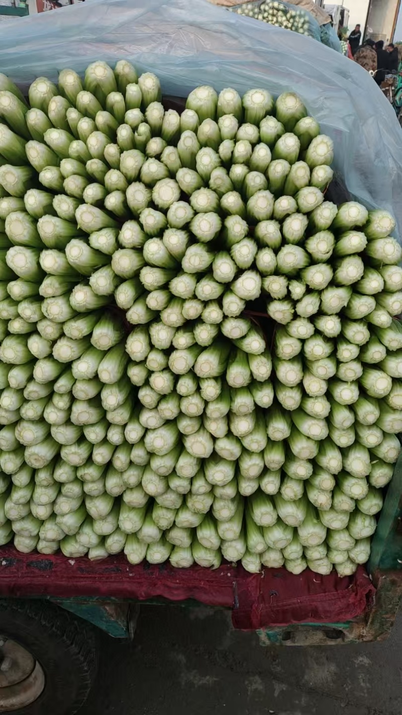 本地芹菜精品西芹大量有货价格不高欢迎选购