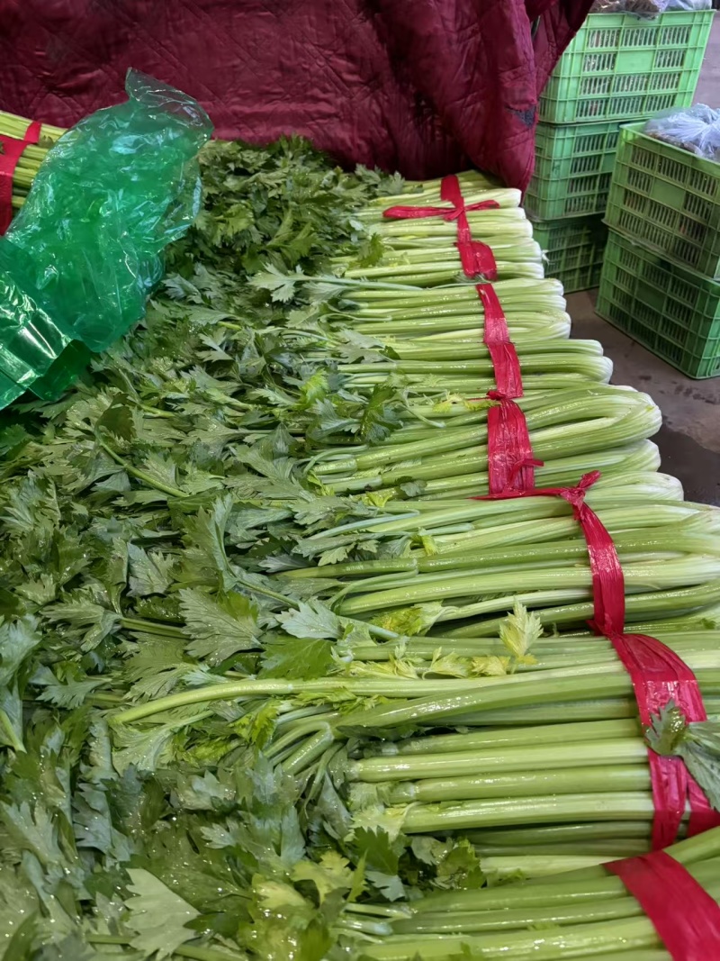 本地芹菜精品西芹大量有货价格不高欢迎选购