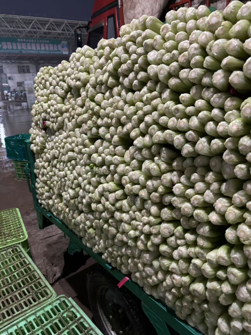 本地芹菜精品西芹大量有货价格不高欢迎选购