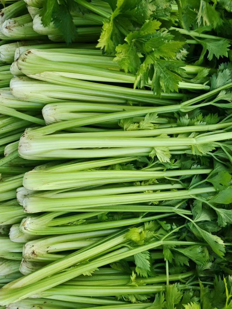 本地芹菜精品西芹大量有货价格不高欢迎选购