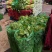 本地芹菜精品西芹大量有货价格不高欢迎选购