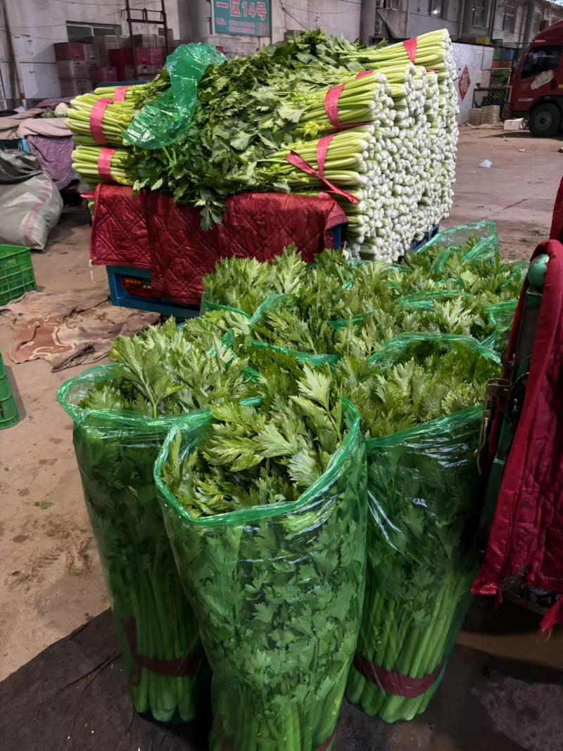 本地芹菜精品西芹大量有货价格不高欢迎选购