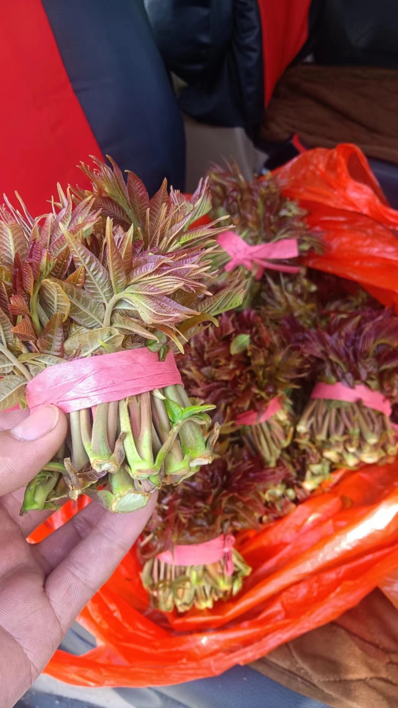 山东省新鲜香椿芽大量上市，大山里的美食，欢迎新老客户致电