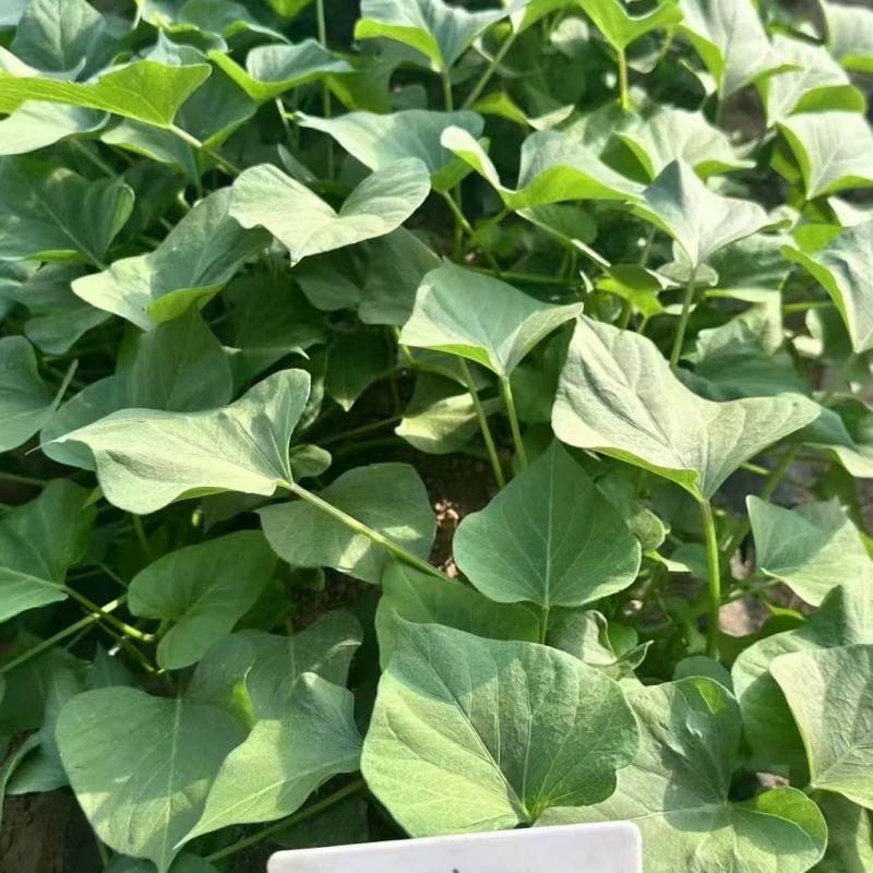 榴莲蜜薯扩繁苗，原种级别品质保证，