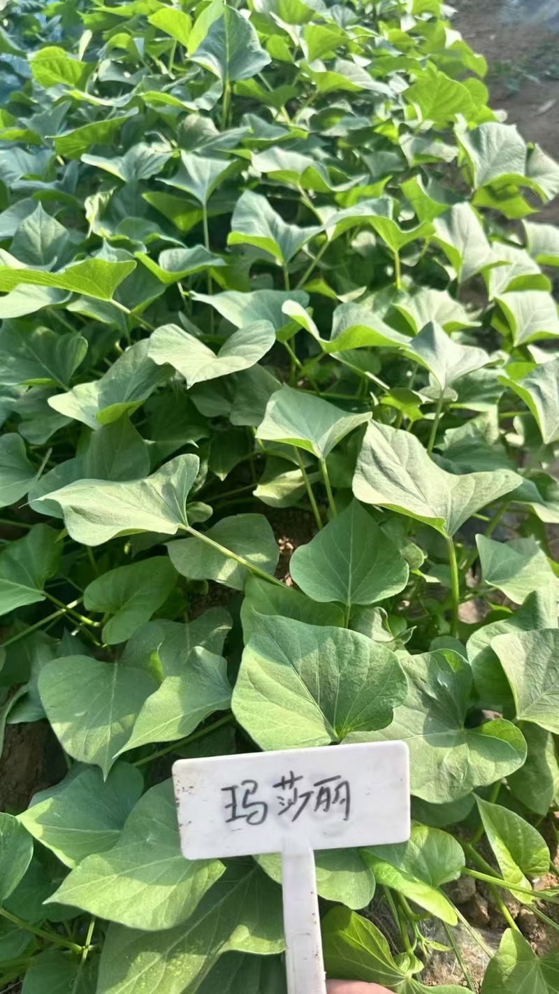 榴莲蜜薯扩繁苗，原种级别品质保证，