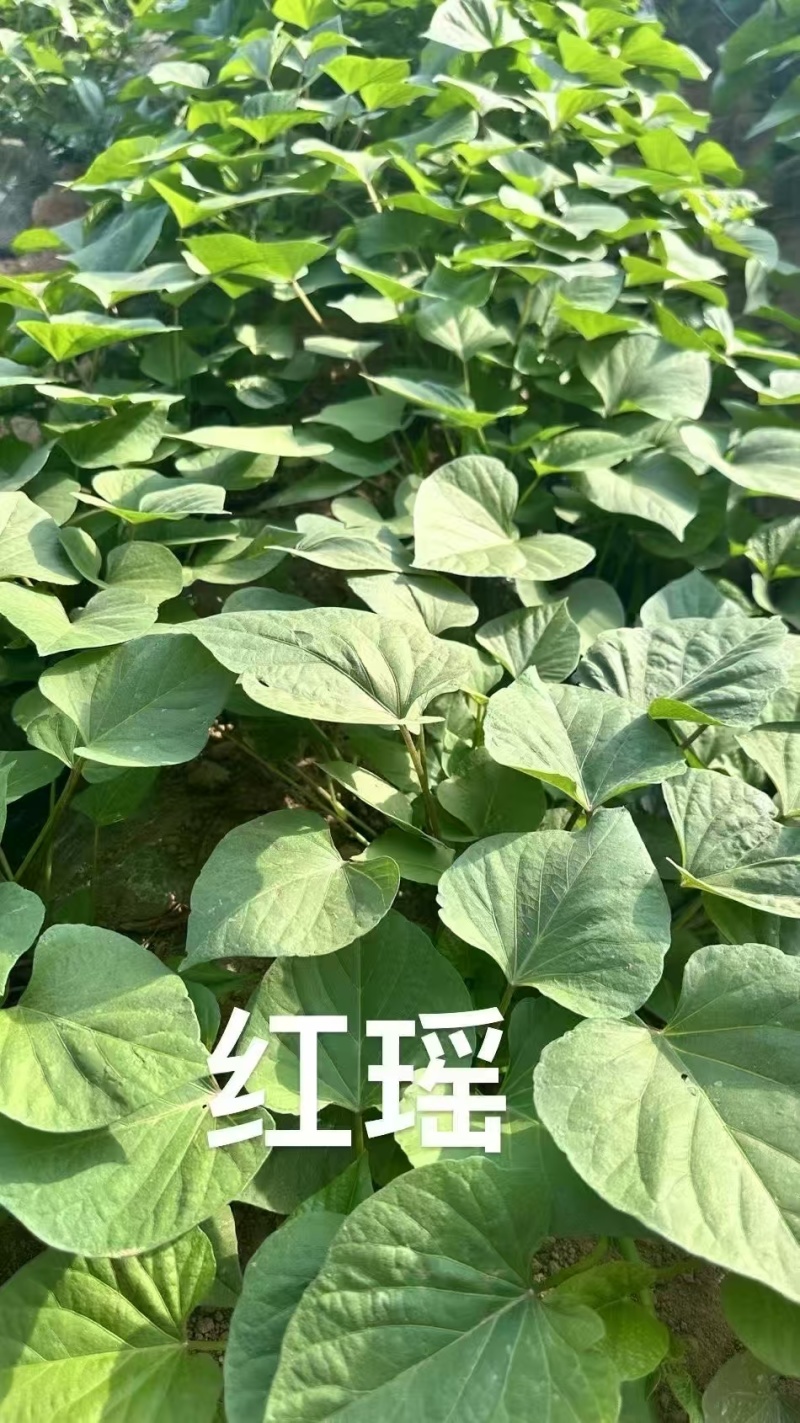 榴莲蜜薯扩繁苗，原种级别品质保证，