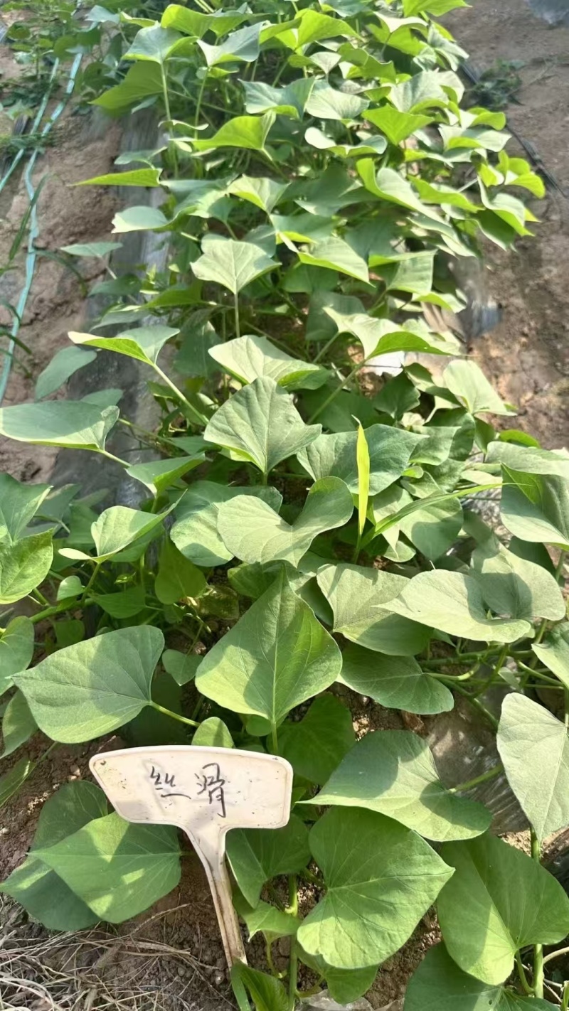 榴莲蜜薯扩繁苗，原种级别品质保证，