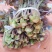 山东省新鲜香椿芽大量上市，大山里的美食，欢迎新老客户致电