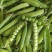 2025年豌豆现货大量供应豌豆荚，产地直发，量大从优