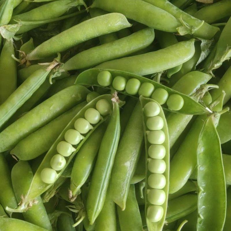 2025年豌豆现货大量供应豌豆荚，产地直发，量大从优