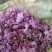 芫花野生先芫花也叫药鱼花