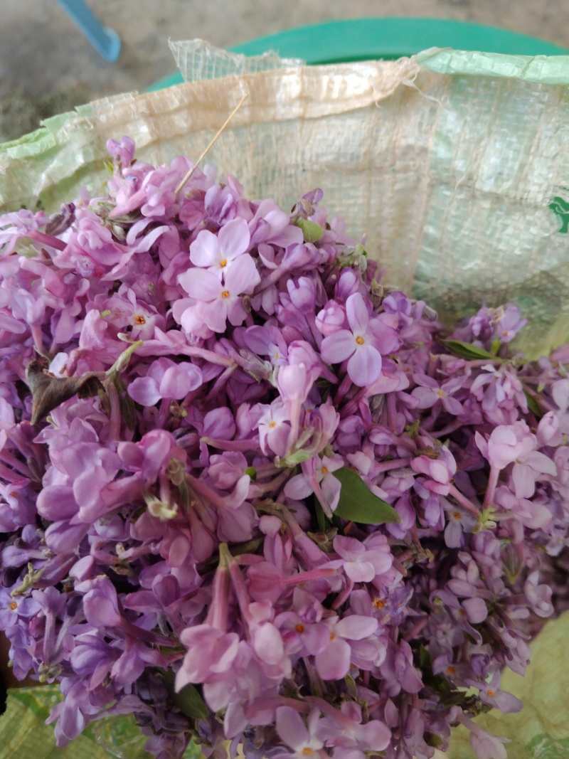 芫花野生先芫花也叫药鱼花