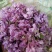 芫花野生先芫花也叫药鱼花