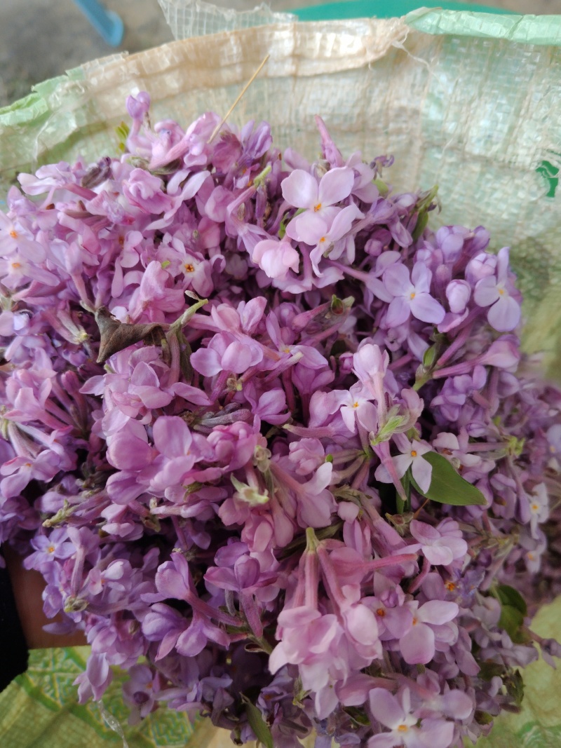 芫花野生先芫花也叫药鱼花