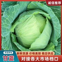 河北邯郸精品甘蓝大量上市圆包菜各种货齐全