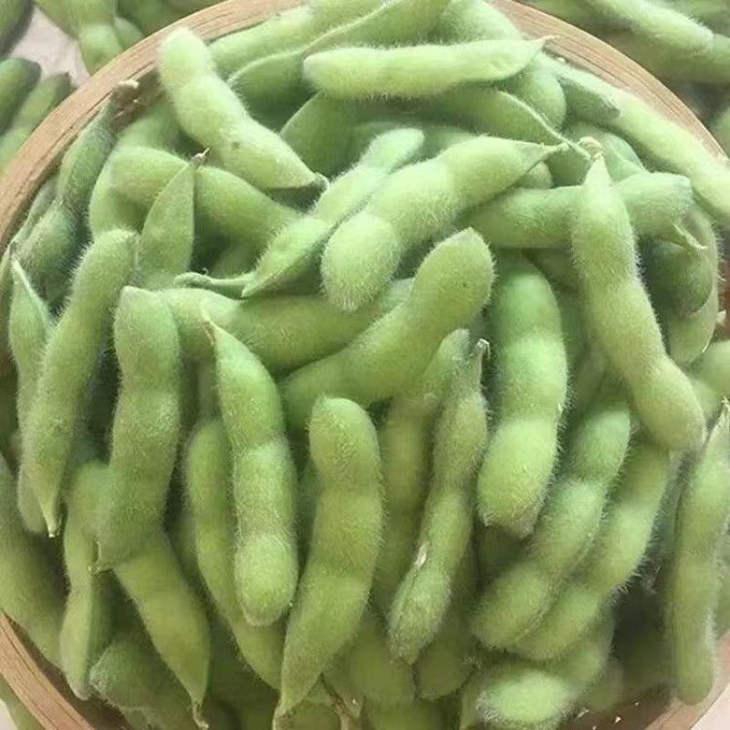 山东郯城精品毛豆/大量上市/品质保证/批发价