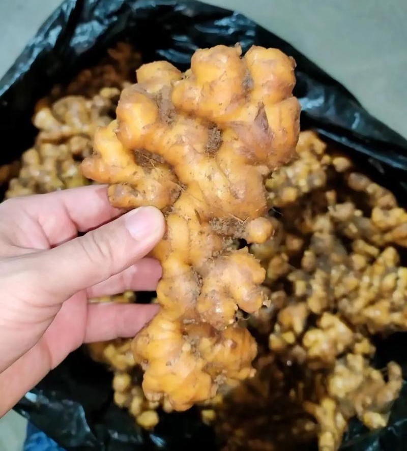 【云南小黄姜】高山小黄姜/山地小黄姜/现挖现发/量大从优