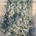 露天圆叶趴地菠菜，叶片肥厚，产地直供，货发全国。