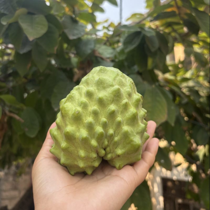 正宗云南凤梨牛奶释迦果