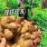 【云南小黄姜】高山小黄姜/山地小黄姜/现挖现发/量大从优