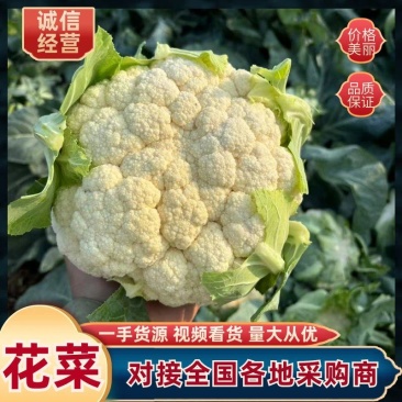 【实力店铺】花菜花椰菜白花花菜青梗白面花菜