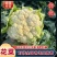 【实力店铺】花菜花椰菜白花花菜青梗白面花菜