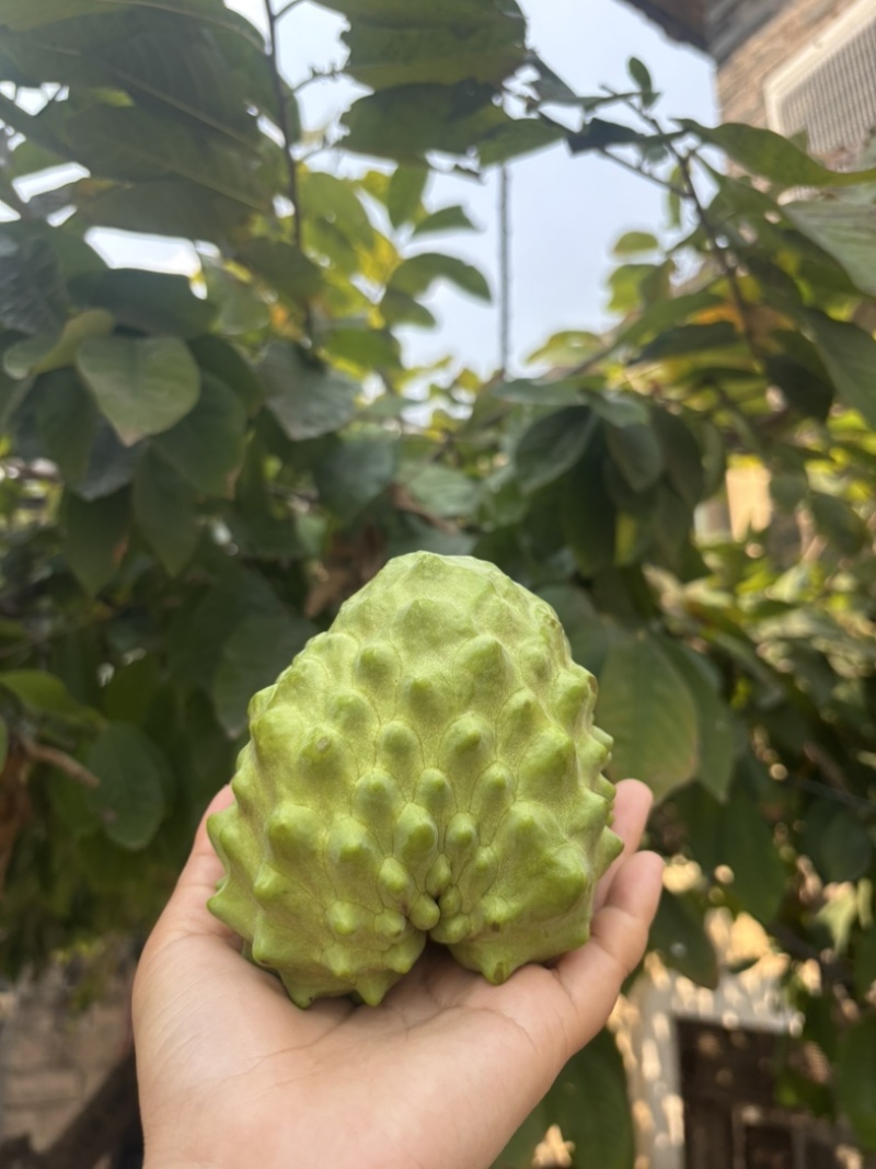 正宗云南凤梨牛奶释迦果