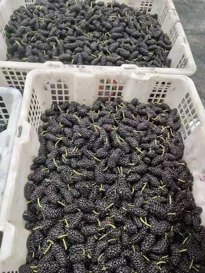 【精品】桑葚产地直销量大质优价格优惠支持视频看货