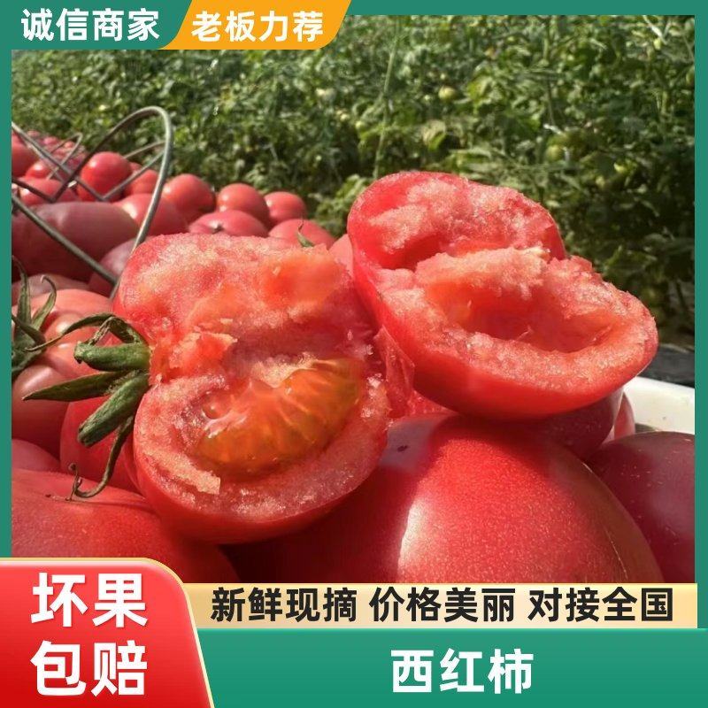 西红柿河北邯郸番茄货源充足硬粉沙瓤西红柿各种蔬菜
