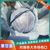 精品紫甘蓝大量上市河北邯郸本地紫甘蓝全国发货