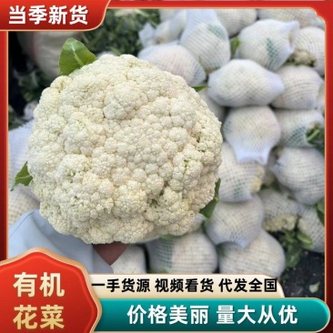 【有机花菜】邯郸本地花菜白菜花松花菜花椰菜货源足