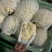 【有机花菜】邯郸本地花菜白菜花松花菜花椰菜货源足