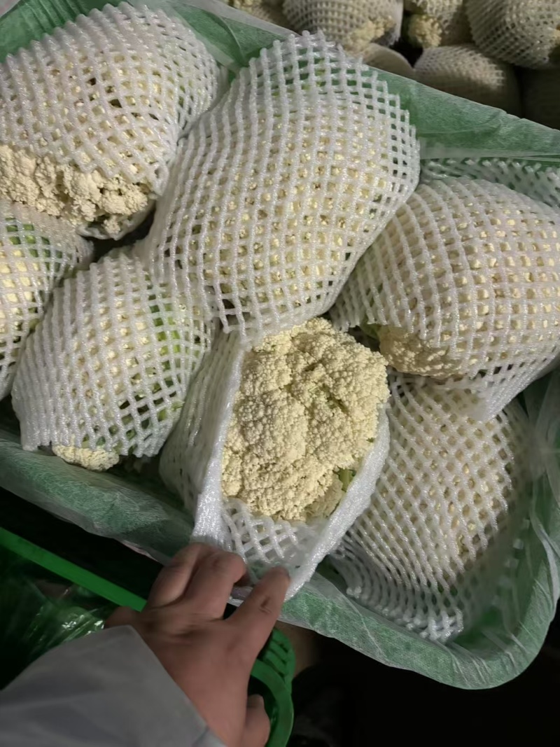 【有机花菜】邯郸本地花菜白菜花松花菜花椰菜货源足