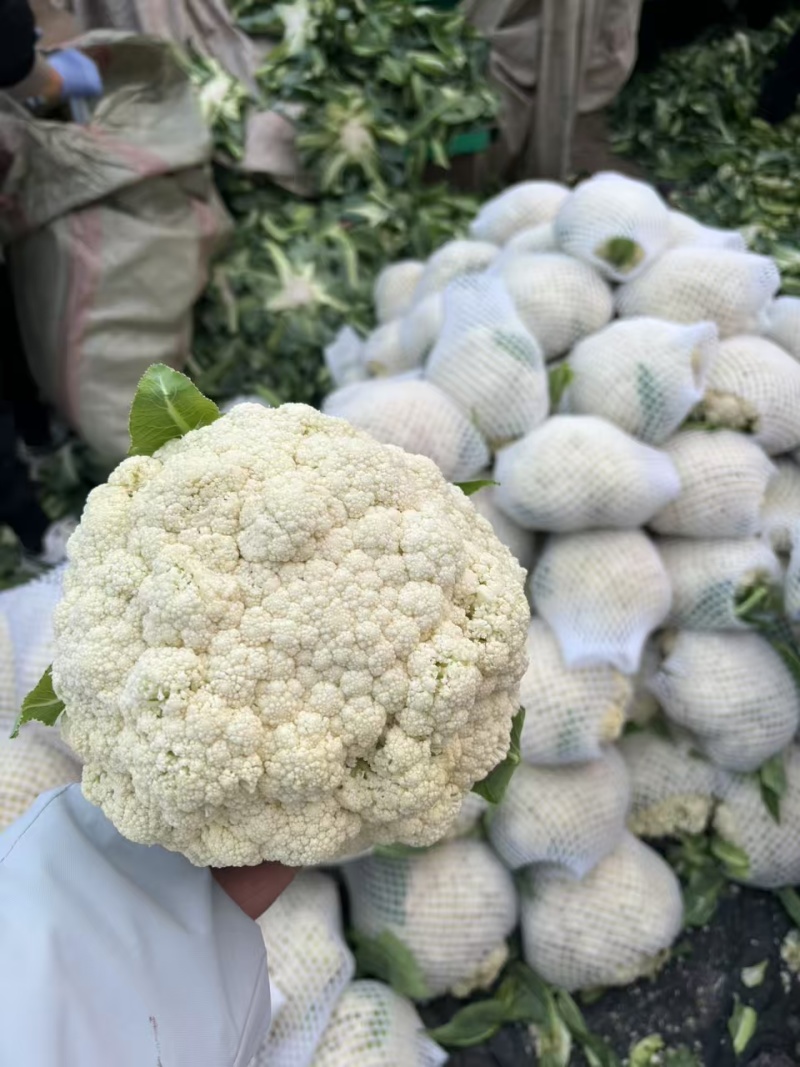 【有机花菜】邯郸本地花菜白菜花松花菜花椰菜货源足