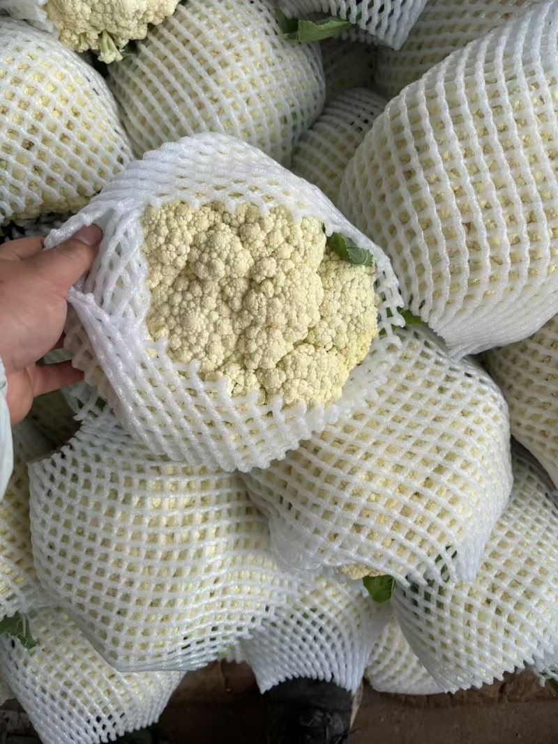 【有机花菜】邯郸本地花菜白菜花松花菜花椰菜货源足