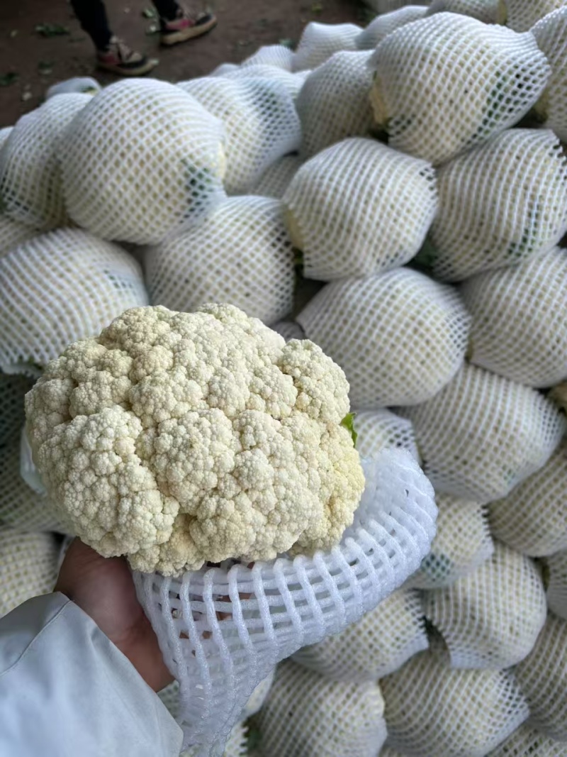 【有机花菜】邯郸本地花菜白菜花松花菜花椰菜货源足