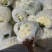 【有机花菜】邯郸本地花菜白菜花松花菜花椰菜货源足